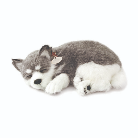 Perfect Petzzz - Alaskan Husky Large